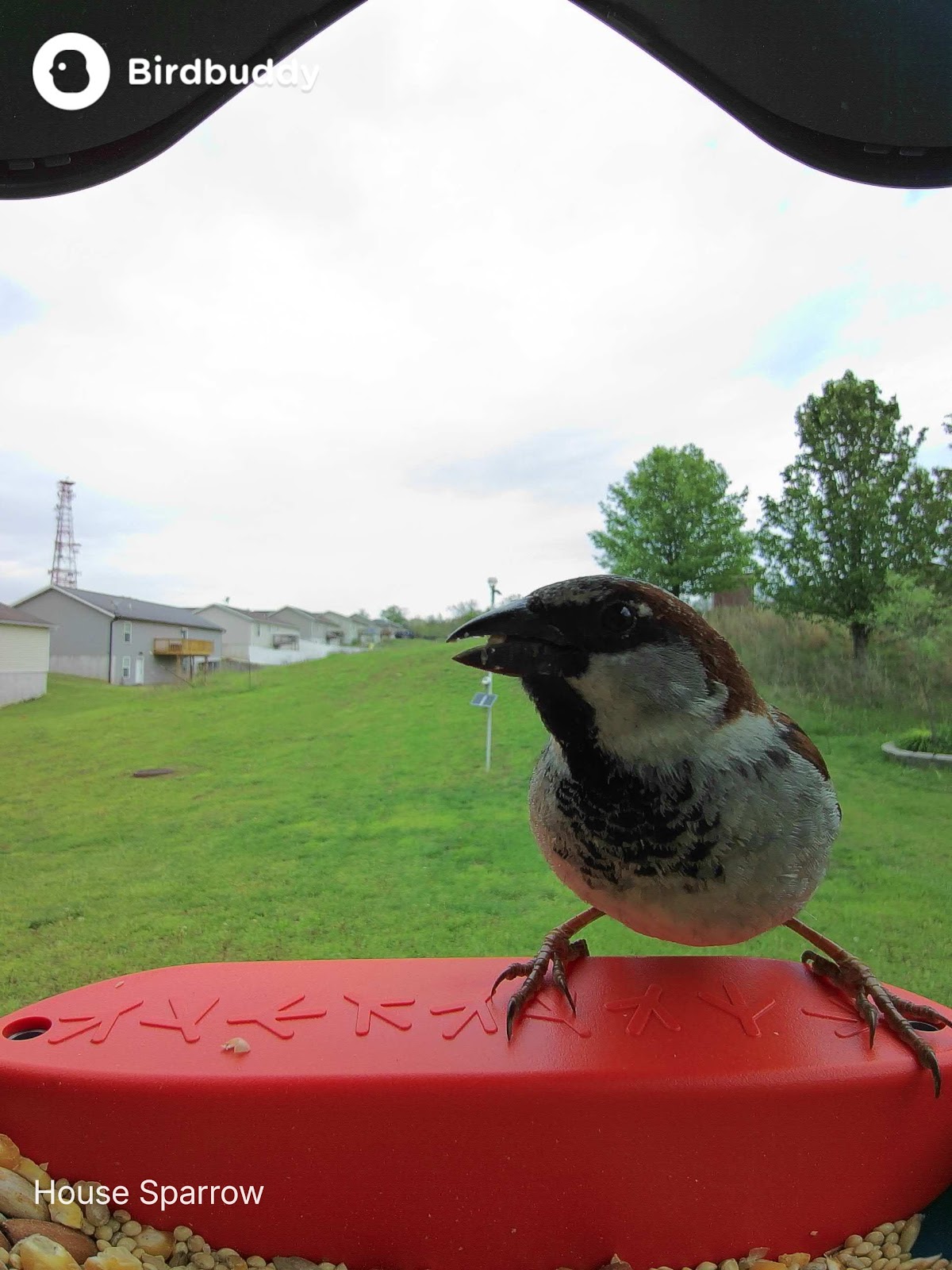 Latest BirdBuddy photo