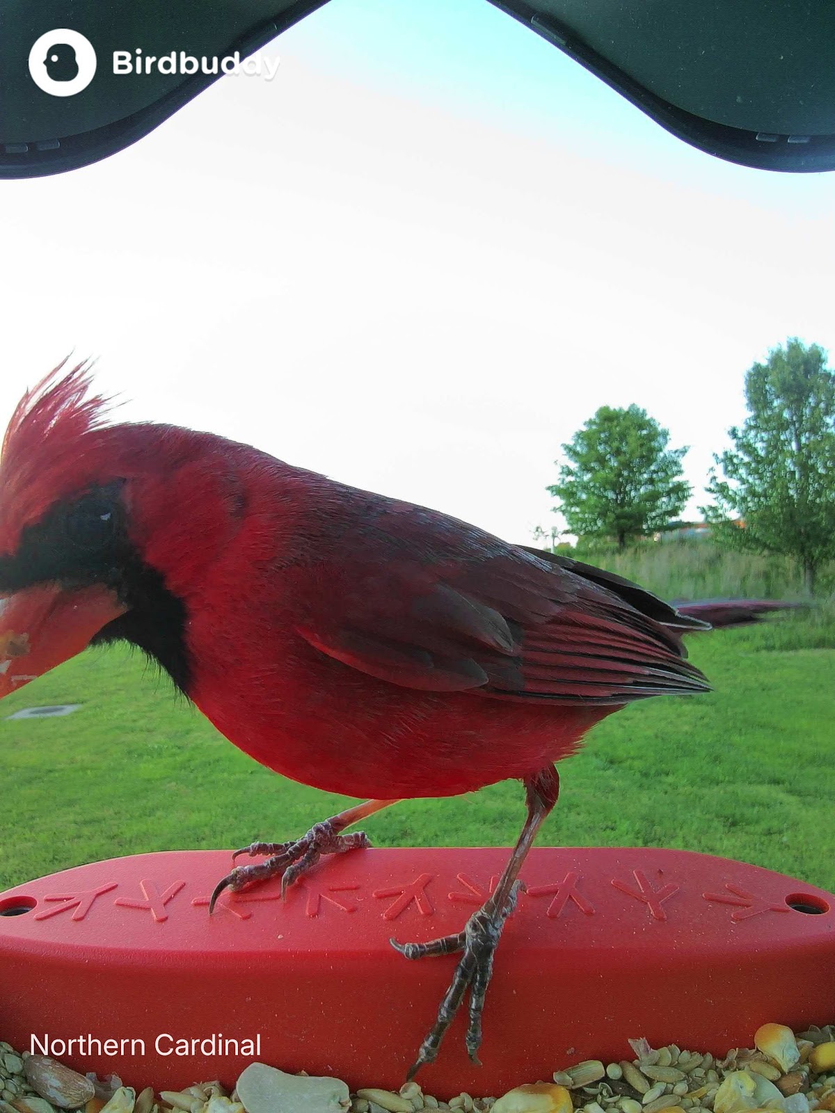 Latest BirdBuddy Birds photo