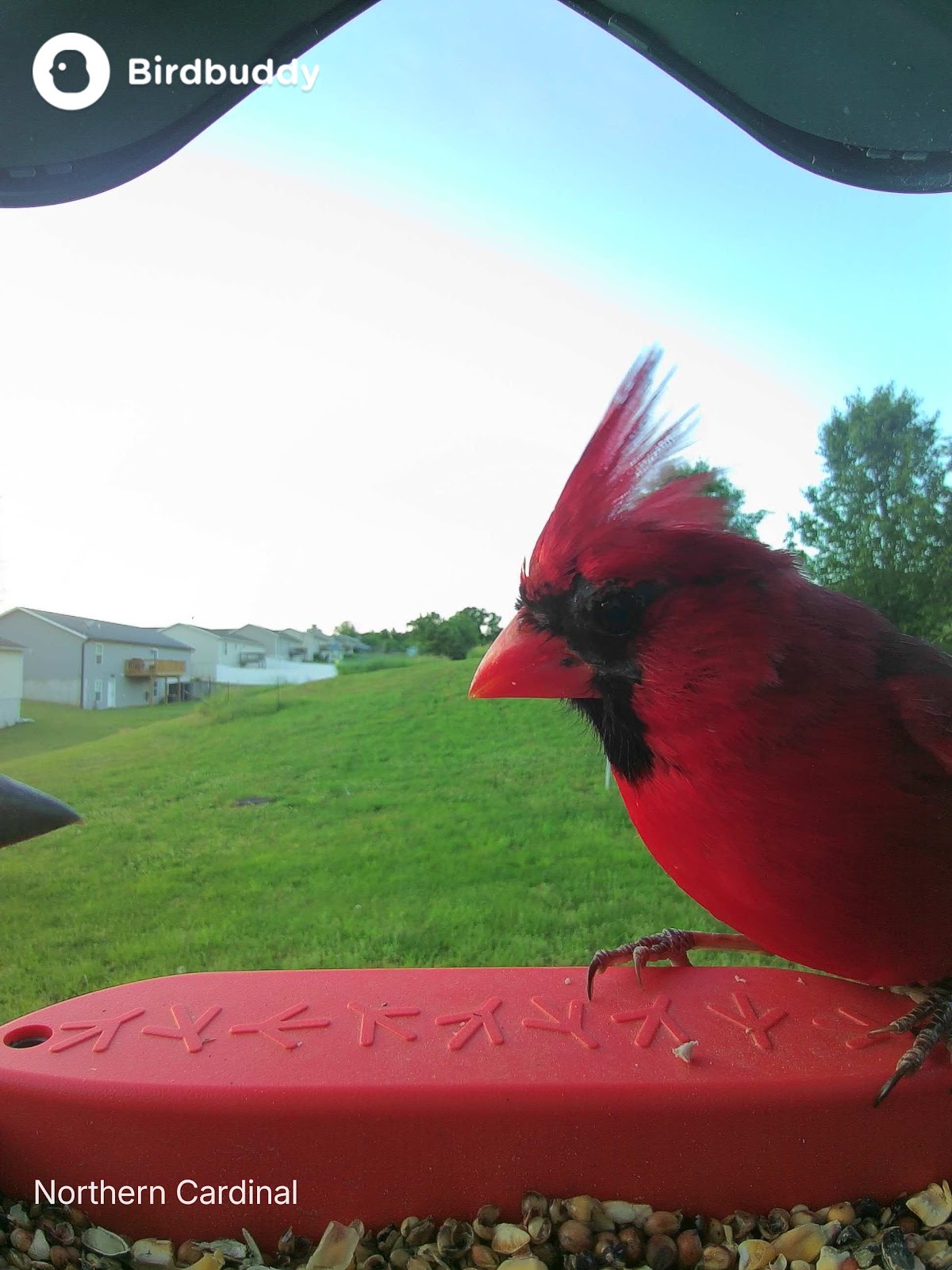 Latest BirdBuddy Birds photo